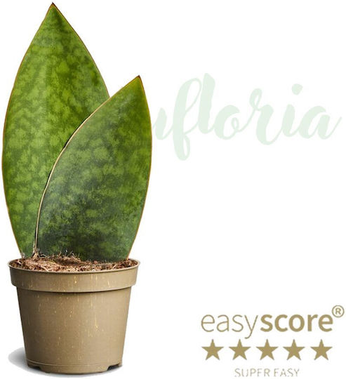 Sansevieria Masoniana 'whale Fin' Ø6 Cm