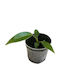 Philodendron Spiritus-sancti Ø7 cm