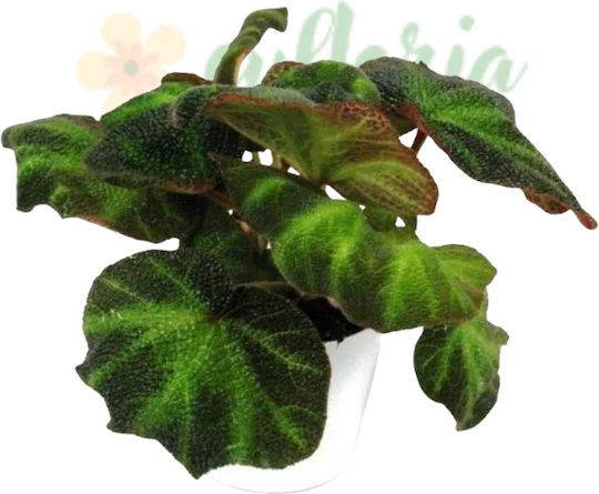 Begonie 'decora' Ø12 cm