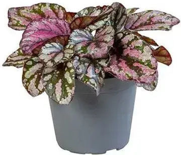 Begonia Magic Colours Hugh Mclauchlan Ø6 Cm