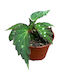 Begonia 'mantuk' Ø8 Cm
