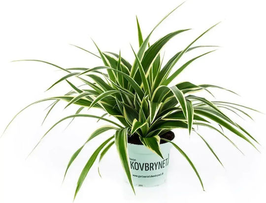 Chlorophytum Irish Ø14 Cm