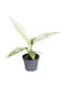 Spathiphyllum 'sensation' Ø6 Cm