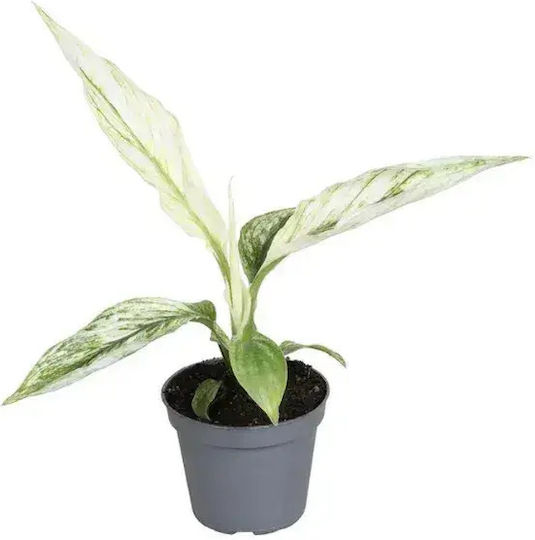 Spathiphyllum 'sensation' Ø6 Cm