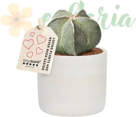 Astrophytum Myriostigma Ø7 Cm