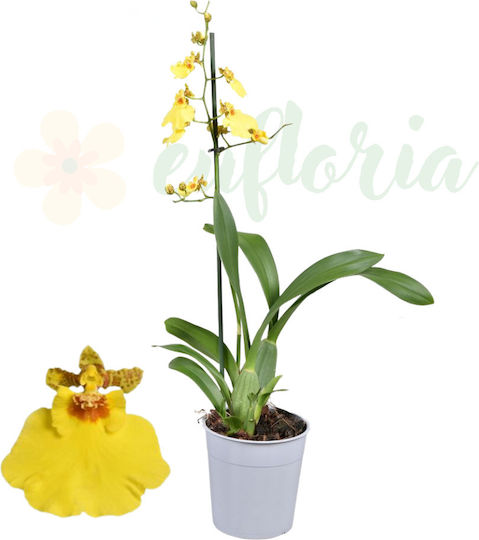 Oncidium Orchidee Münsterland Stern Duftende Blumen Ø12 Cm