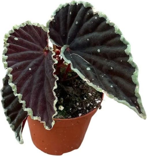 Begonia Darthvaderiana 'green Spots'