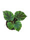 Begonie Pseudoedulis 'shiwanshan' Ø8cm Ø8 cm