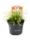 Drosera Alba Ø9 Cm