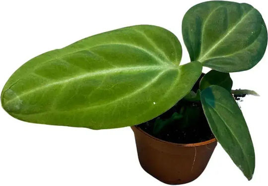 Anthurium Villenaorum Ø6 Cm