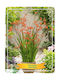 Montbretia Crocosmia 'red King' Ø11 Cm