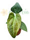 Anthurium 'napo' Ø8 Cm