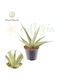 Eufloria Sansevieria Silber Syreni Ø8,5 cm