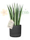 Sansevieria Cylindrica Ø12 См