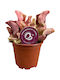 Sarracenia Purpurea Venosa 'sylwia' Ø8.5 Cm