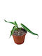 Eufloria Anthurium Warocqueanum Queen Anthurium Ø6 Cm