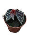 Begonia 'firefly' Ø8 Cm