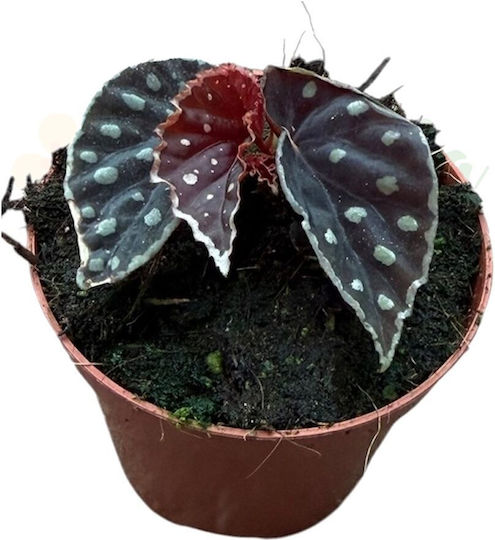 Begonia 'firefly' Ø8 Cm