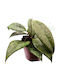 Hoya Wibergiae Ø12 Cm