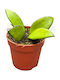 Hoya Davidcummingii Ø7 Cm
