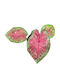 Caladium 'sexy Pink' Ø8cm Ø8 Cm