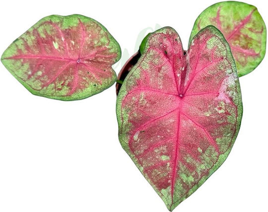Caladium 'sexy Pink' Ø8cm Ø8 Cm