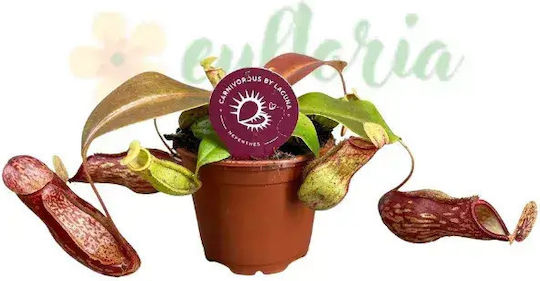 Nepenthes 'gaya' Ø8.5 см