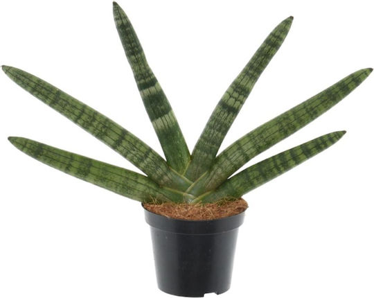 Sansevieria Cylindrica Skyline Ø8.5 См