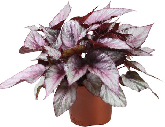 Begonie 'Maori Haze' Ø12 cm