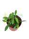 Hoya 'noona' Ø6 Cm