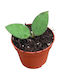 Hoya Nummularioides Ø6 Cm