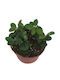 Hoya Panchoi Ø12 Cm