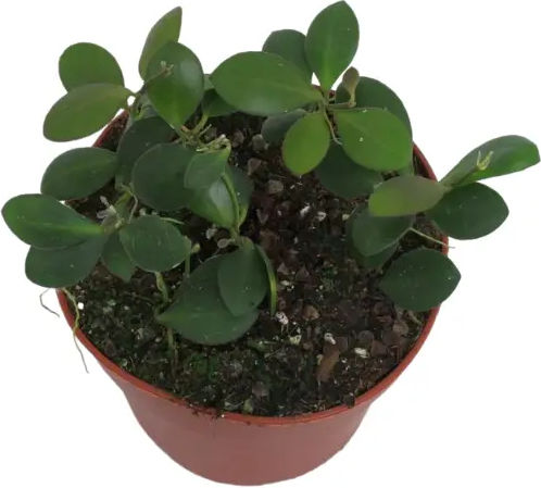 Hoya Panchoi Ø12 Cm