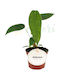Anthurium Peltigerum Ø6cm Ø6 Cm