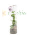 Dischidia Platyphylla Ø11 cm