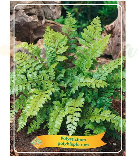 Polystichum Polyblepharum Farn Ø11 Cm