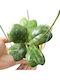 Hoya Deykeae Ø8 Cm