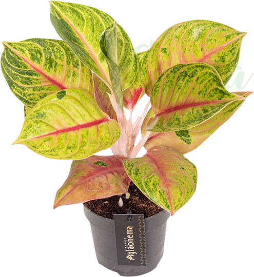 Aglaonema 'iguana Red' Ø12 Cm