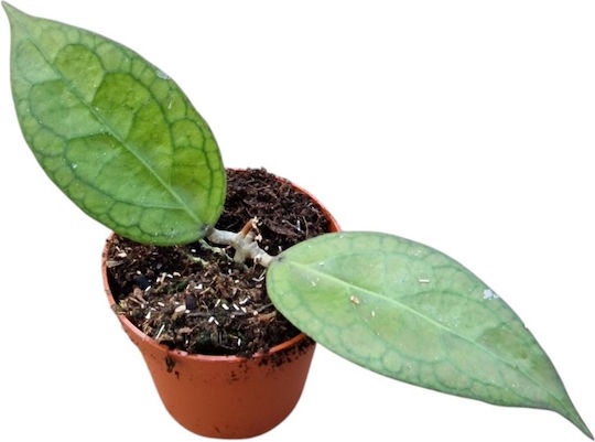 Hoya Tequila Sunrise Ø12 Cm