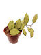 Hoya Lacunosa Minara Ø6 Cm