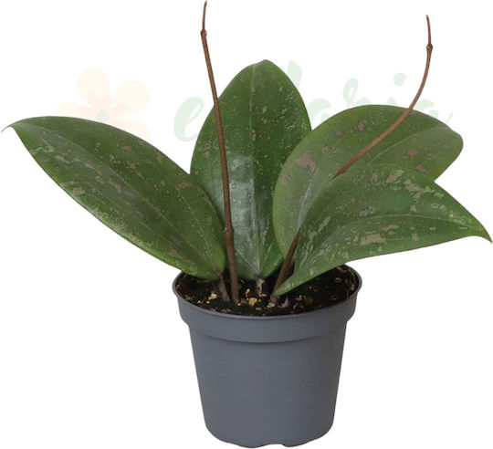 Hoya Wibergiae Ø6 Cm