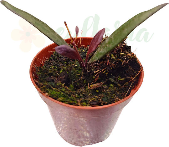 Hoya Rosita Червено Бордо Ø8 См