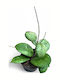 Hoya 'joy' Ø12 Cm