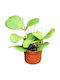 Hoya Kerrii Ø8 Cm