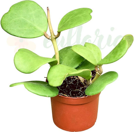 Hoya Kerrii Ø8 Cm
