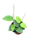 Hoya Parasitica Splash Ø10,5 Cm
