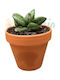 Sansevieria 'pyramid' Ø8 Cm