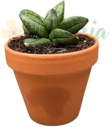 Sansevieria 'pyramid' Ø8 Cm
