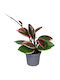 Hoya Carnosa Tricolor Flamingo Dream Ø6 Cm