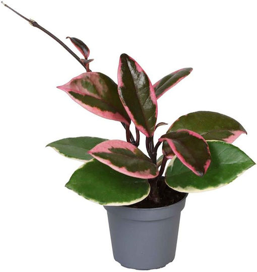 Hoya Carnosa Tricolor Flamingo Dream Ø6 Cm Hoya Carnosa Tricolor Flamingo Dream Ø6 Cm